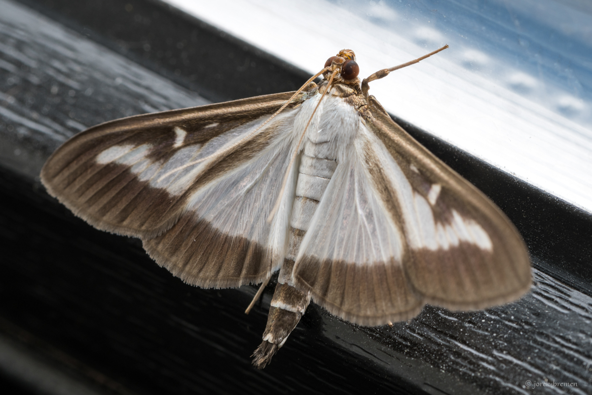 20200821-002.jpg