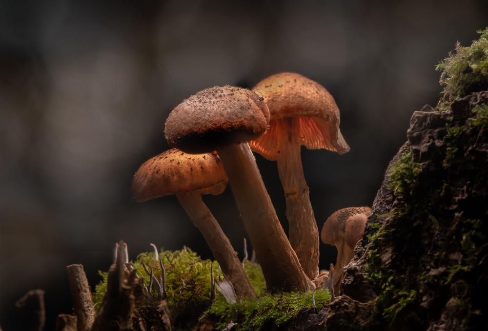 20201102_182500-Bearbeitet_a.jpg