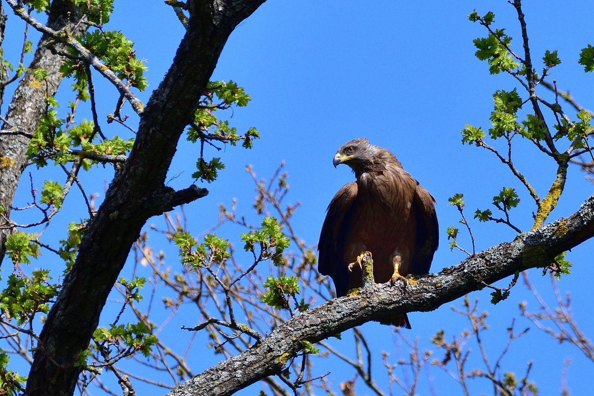 2020_12285.jpg