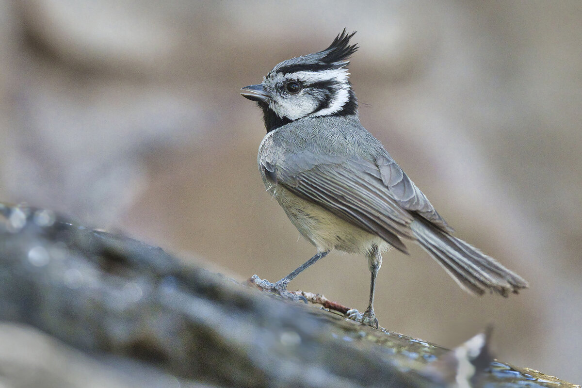 2021-04-07 39 Bridled Titmouse.jpg