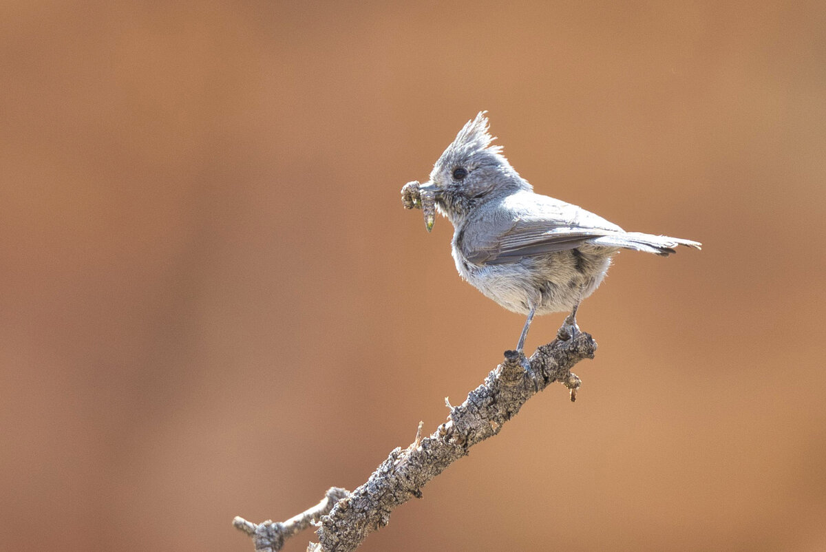 2021-04-23 15 Juniper Titmouse.jpg