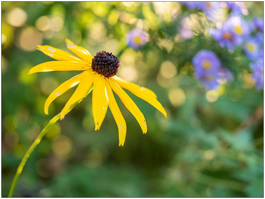 2021 05 – Sonniger Herbsttag im Schrebergarten II