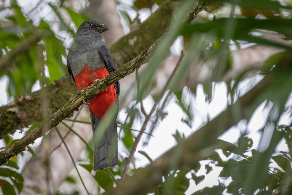 2021-12-25 58 Female Slaty-tailed Trogon.jpg