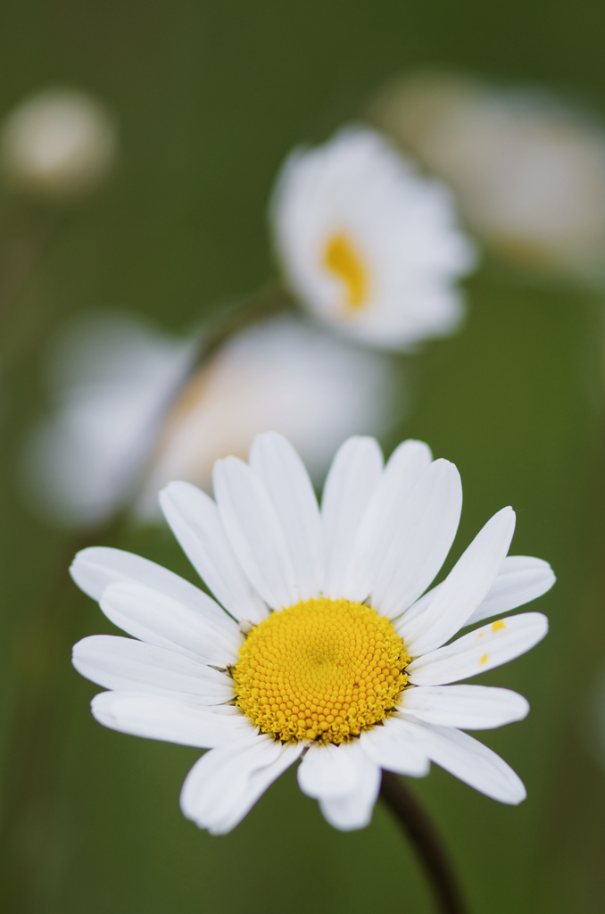2021024margeriten