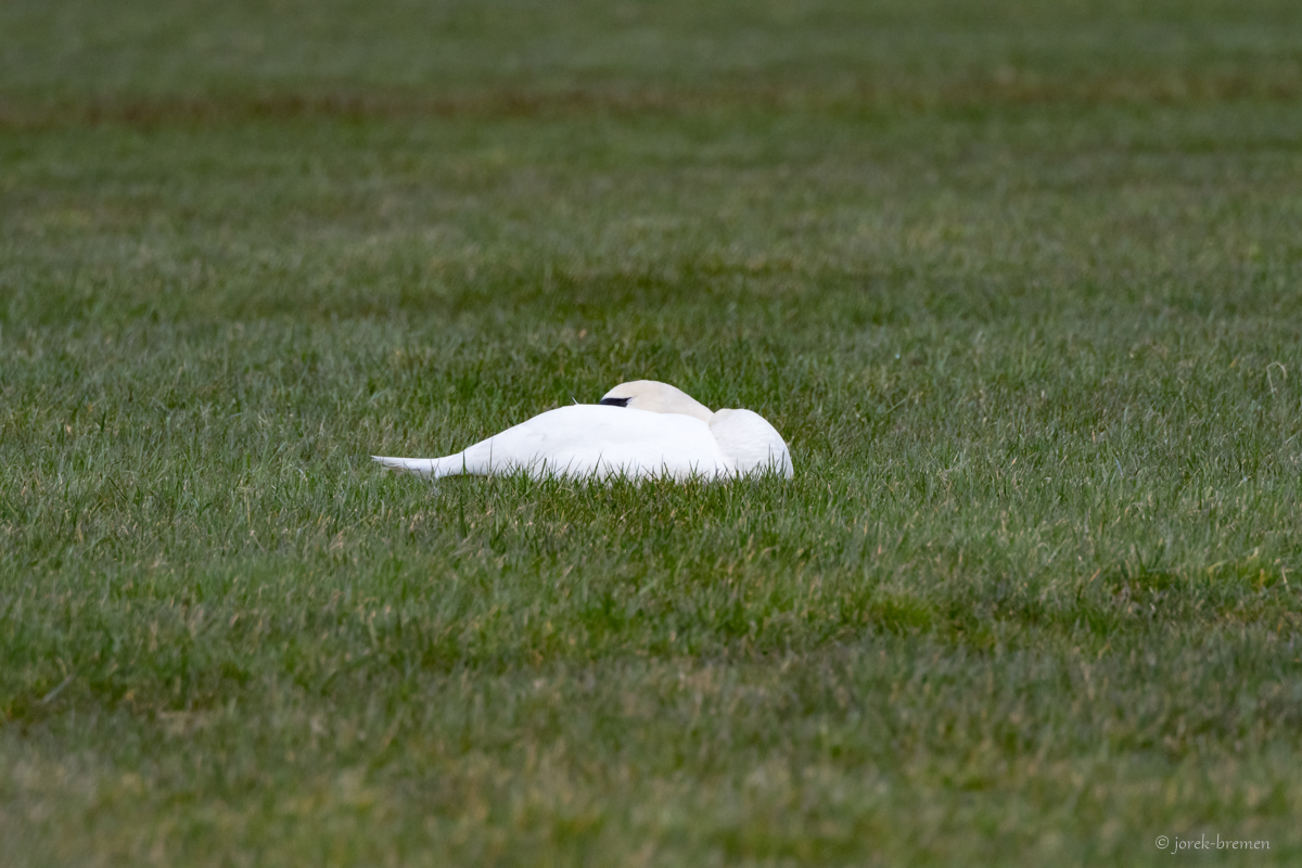 20210325-016.jpg