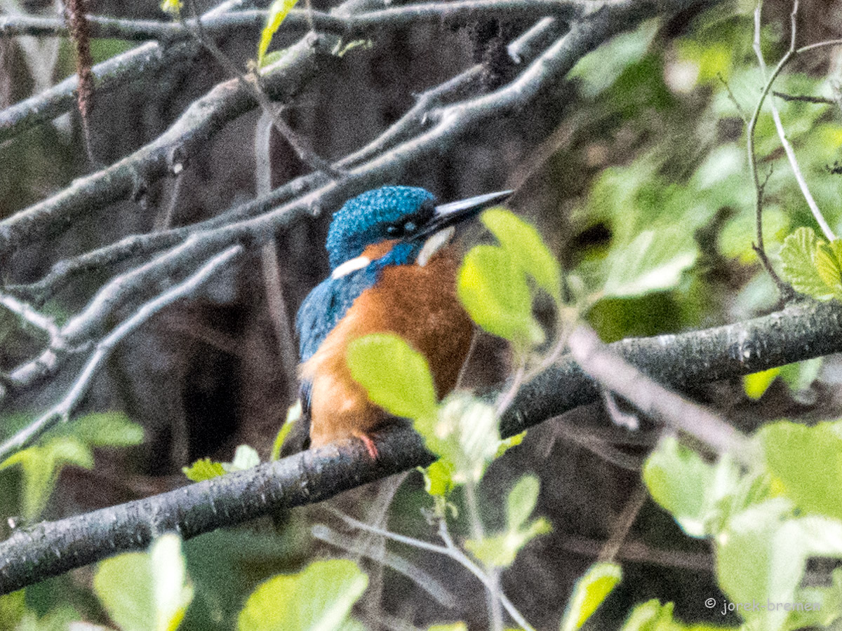 20210428-D50_9349.jpg