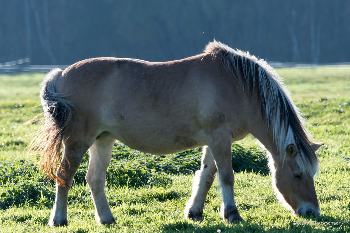 20211028-D50_3683-Bearbeitet.jpg