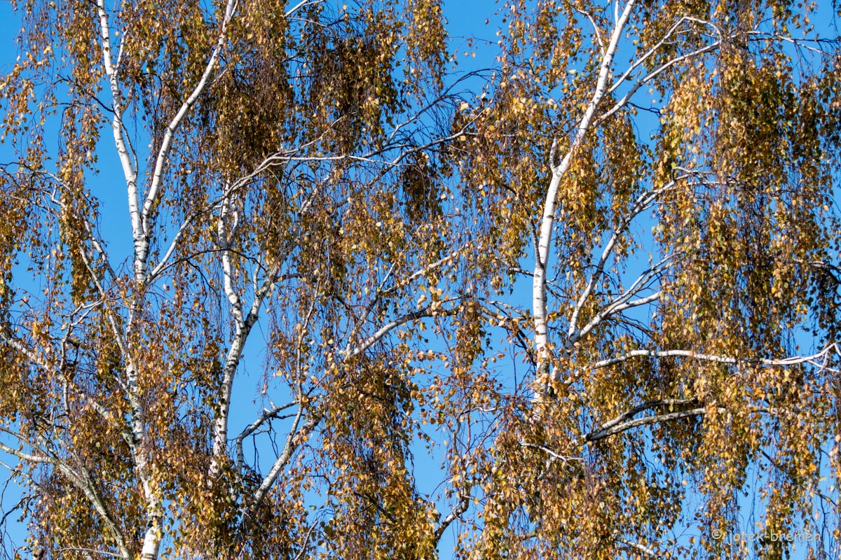 20211028-D50_3688.jpg
