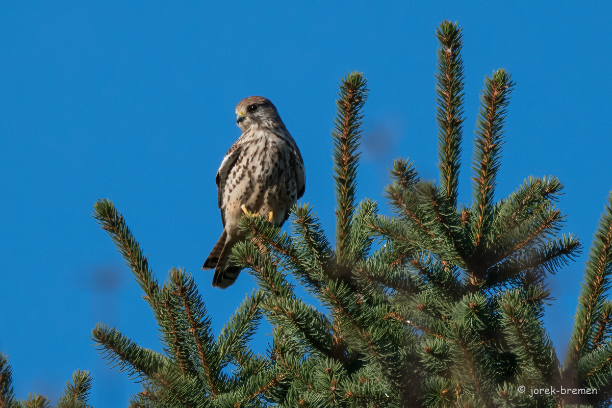 20211028-D50_3693-Bearbeitet.jpg