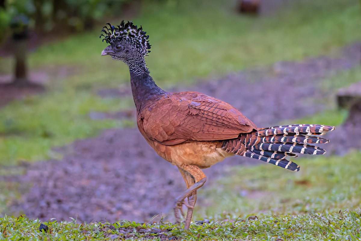 2022-01-06 04 Female Great Curassow.jpg