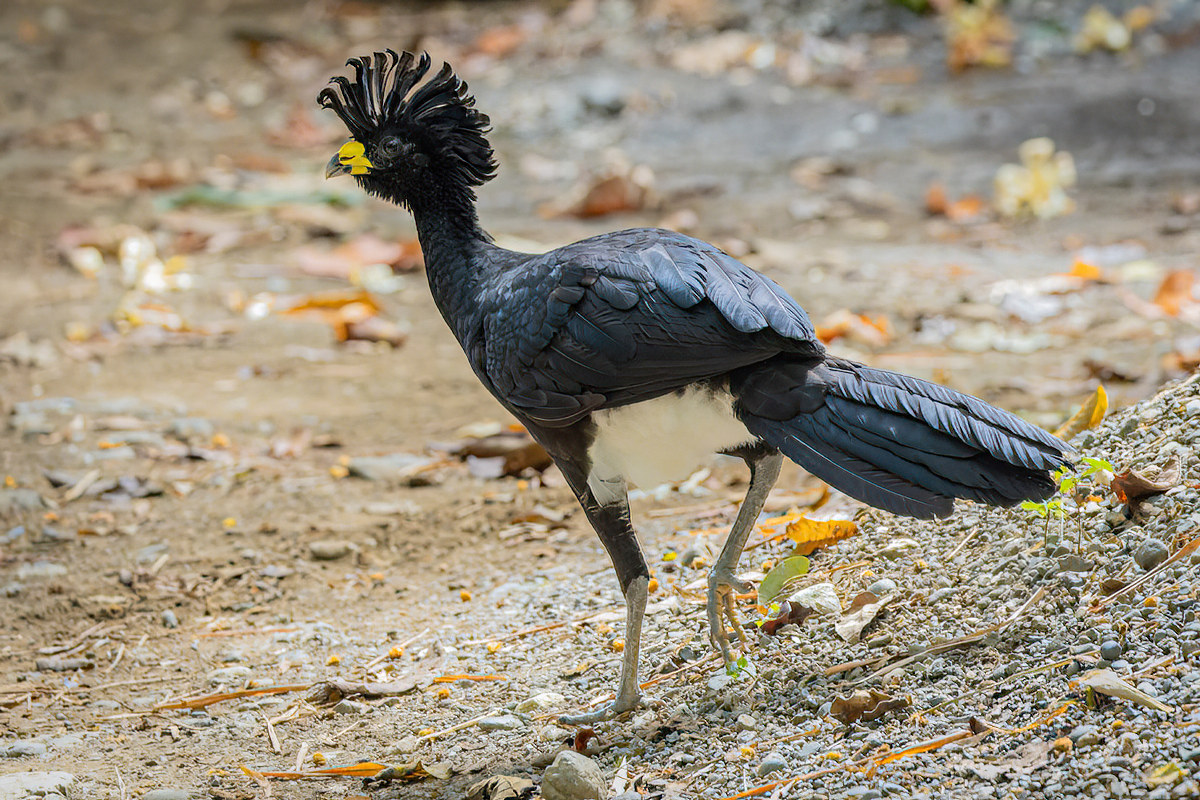 2022-01-08 12 Great Curassow.jpg