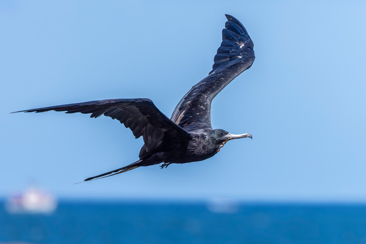 2022-01-16 35 Magnificent Frigatebird in Flight.jpg
