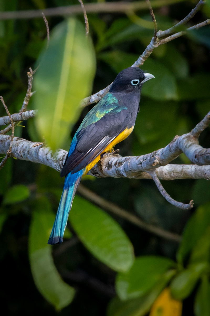 2022-01-18 59 Gartered Trogon.jpg