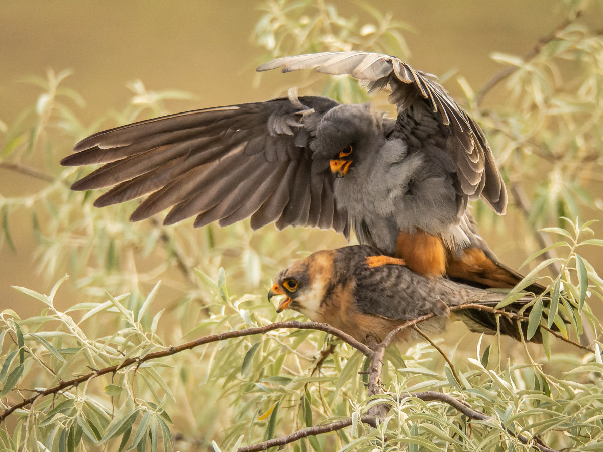 2022-07-01 10 Red-footed Falcons Mating.jpg