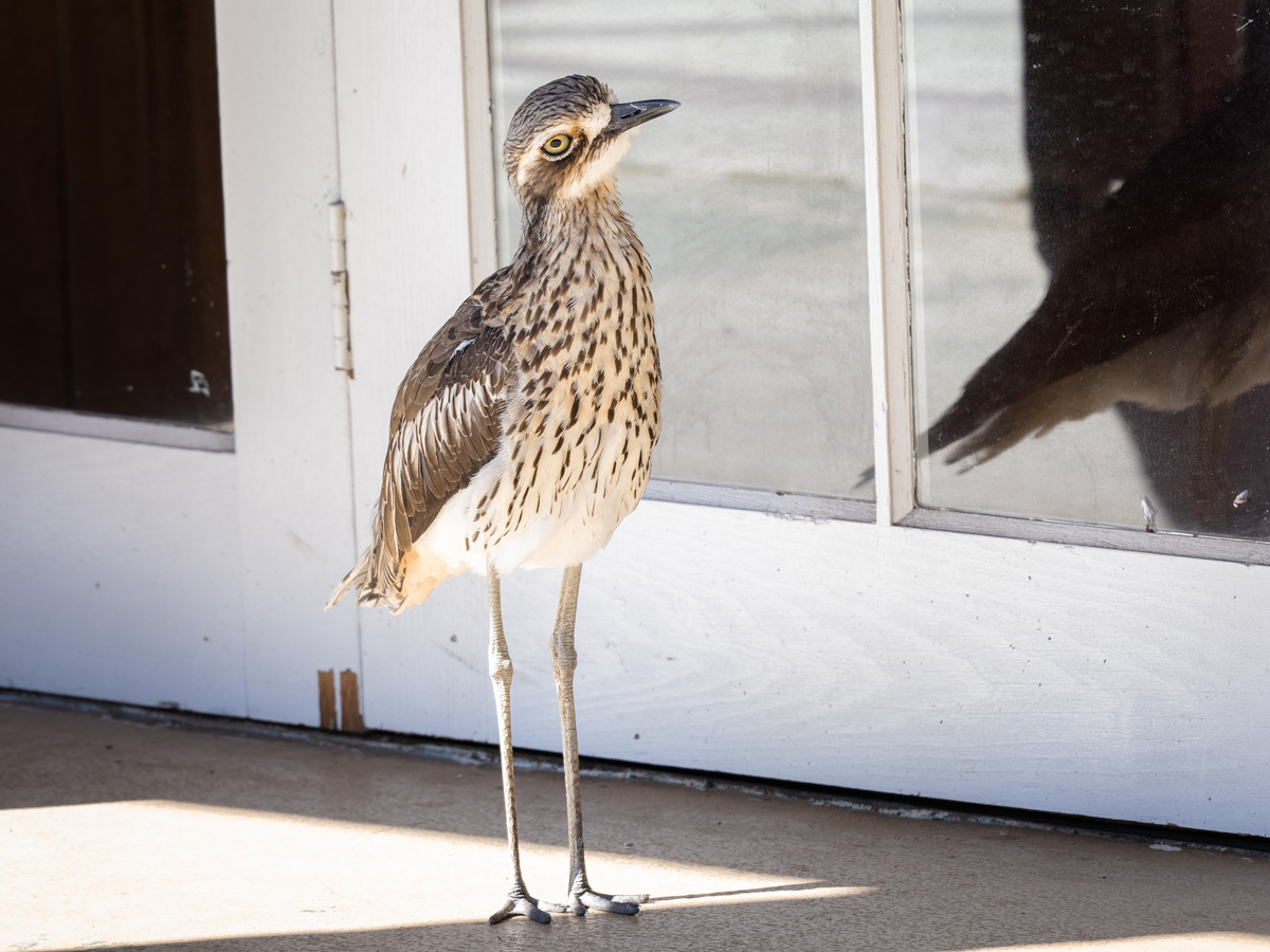 2022-12-06 05 Bush Stone-curlew.jpg