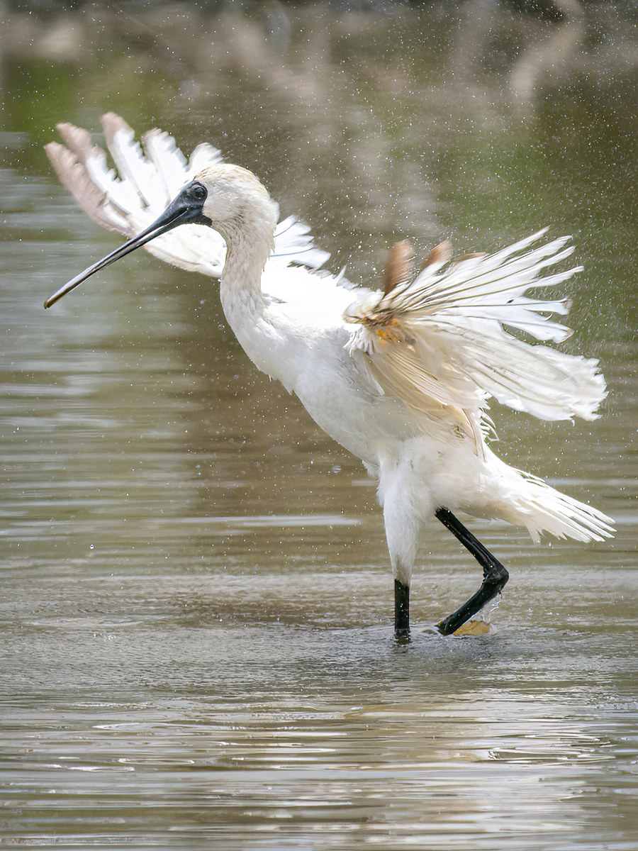 2022-12-10 23 Royal Spoonbill.jpg