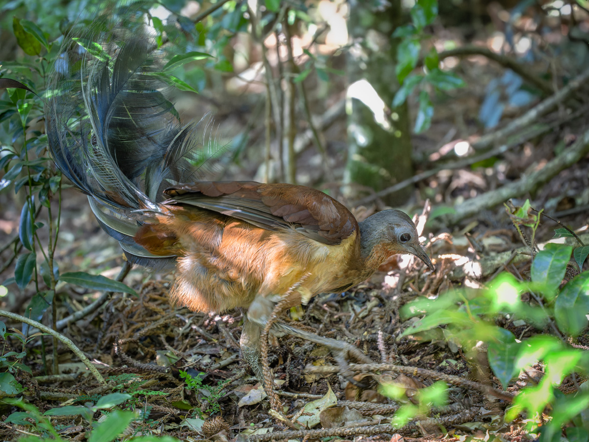 2022-12-20 23 Alberts Lyrebird.jpg