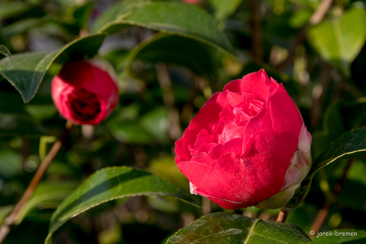 20220325-D50_4201.jpg