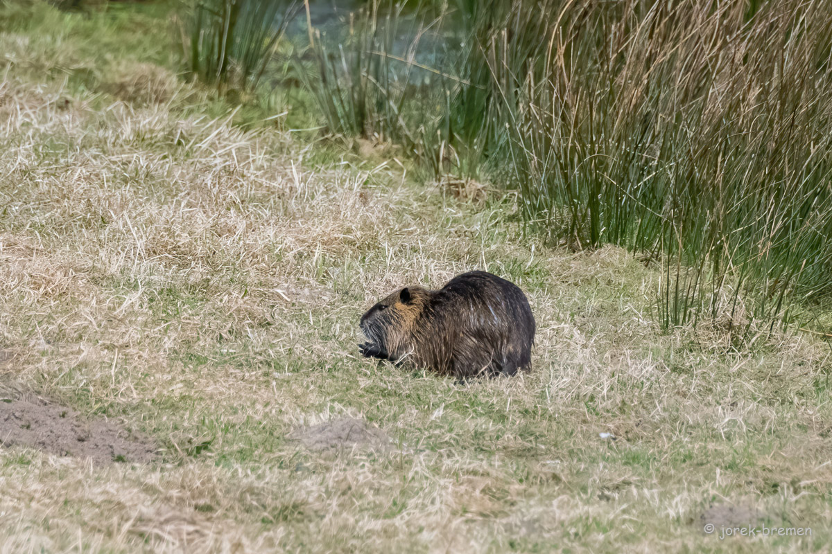 20220326-D50_4263-Bearbeitet.jpg