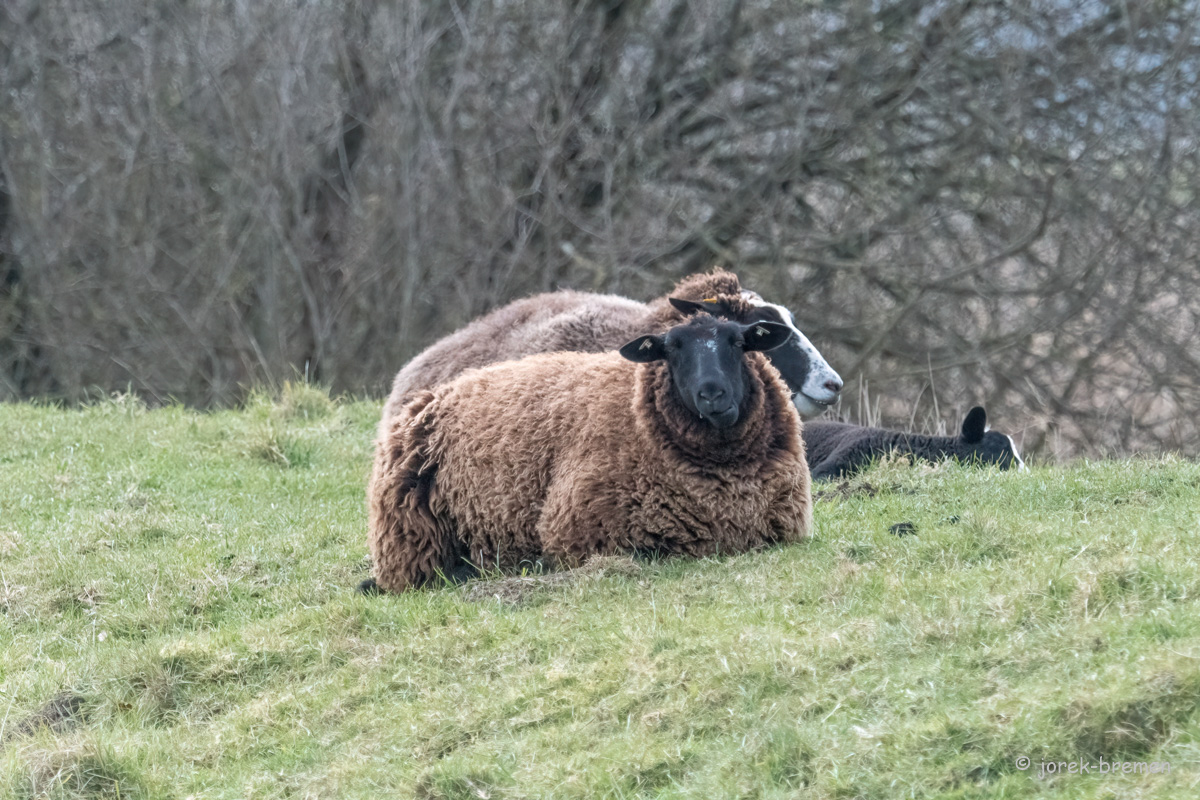 20220326-D50_4281-Bearbeitet.jpg