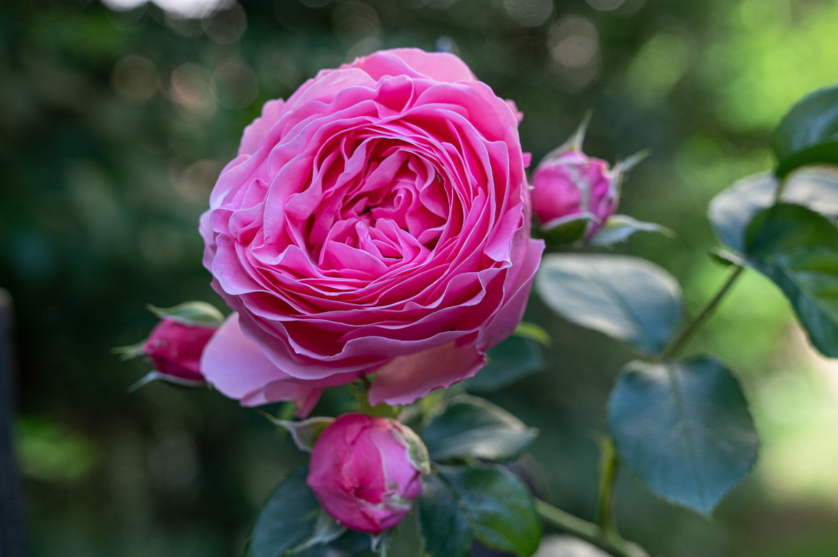 20220529-NZ6_9319.jpg