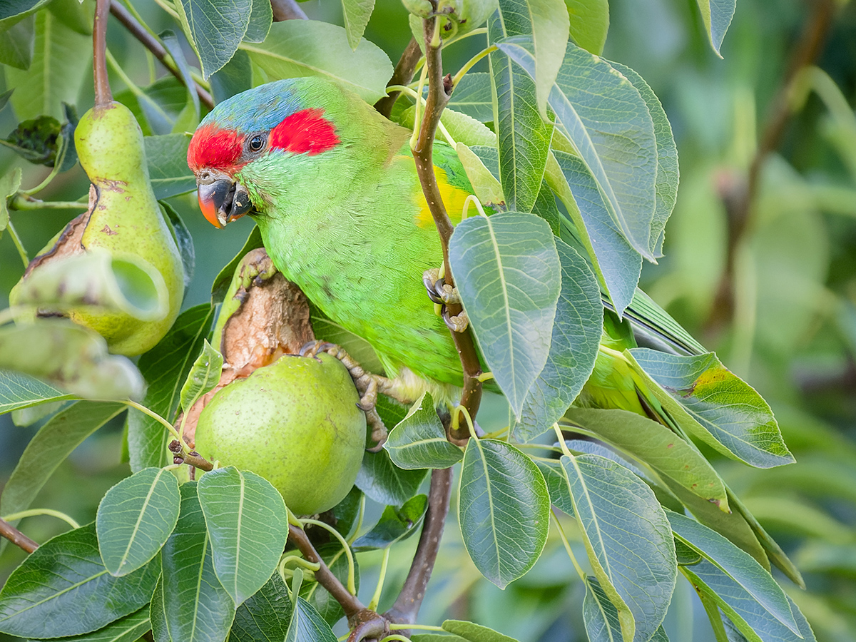 2023-01-08 04 Musk Lorikeet.jpg