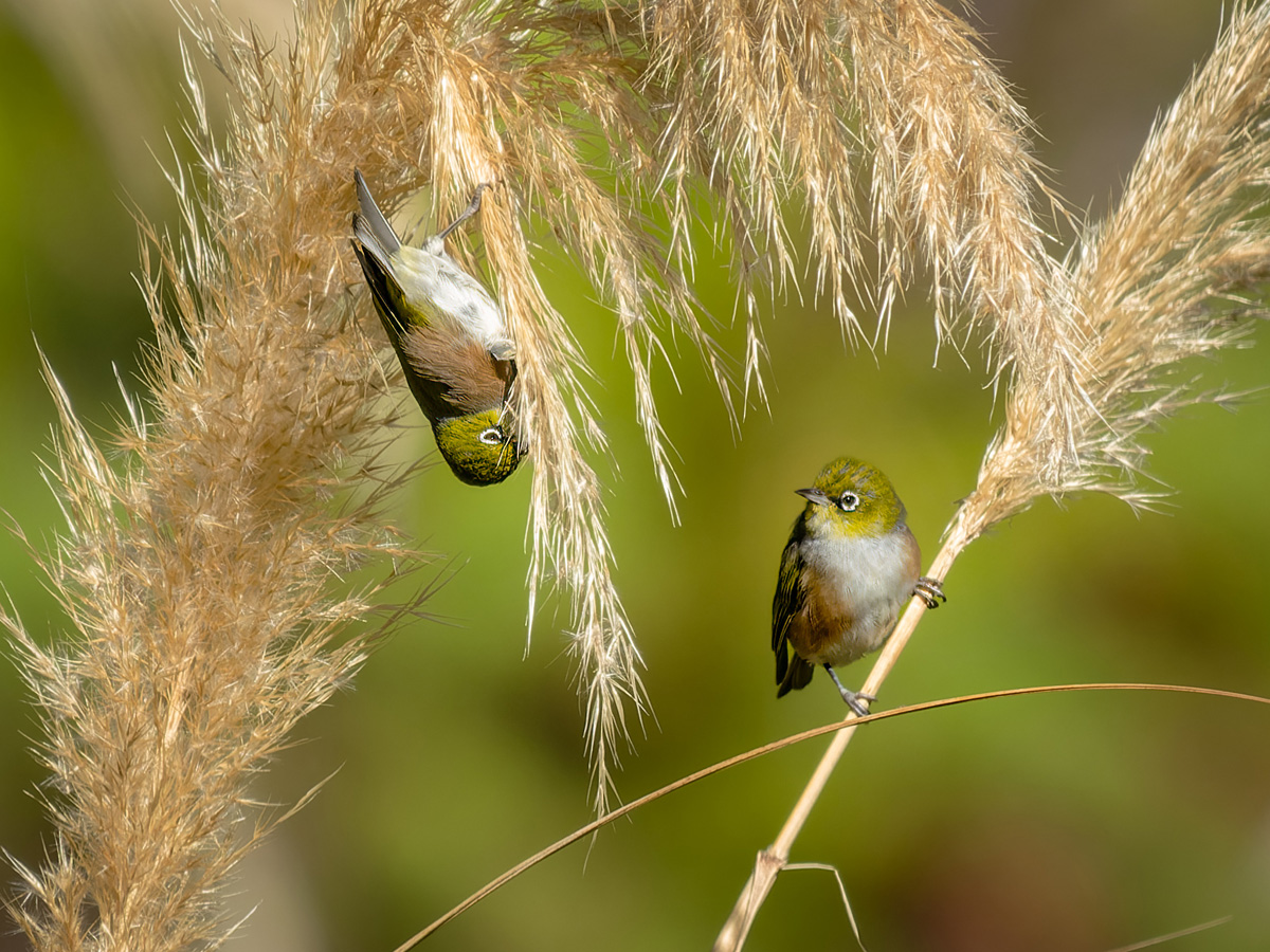 2023-01-24 04 Silvereyes.jpg