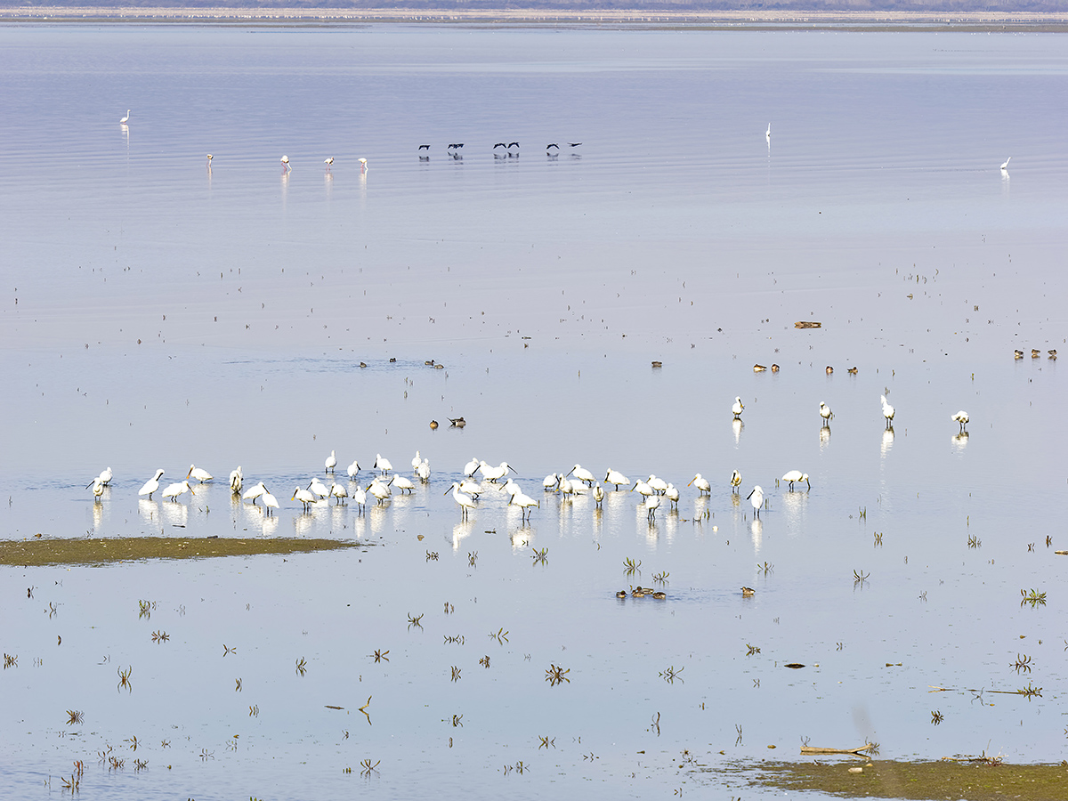 2023-03-14 09 Eurasian Spoonbills.jpg