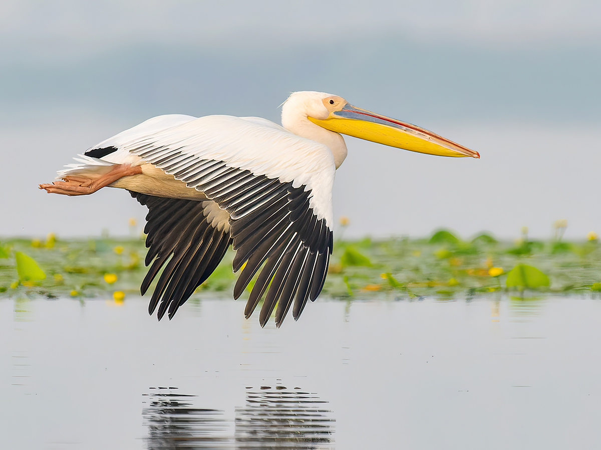 2023-06-15 05 Great White Pelican in Flight 2.jpg