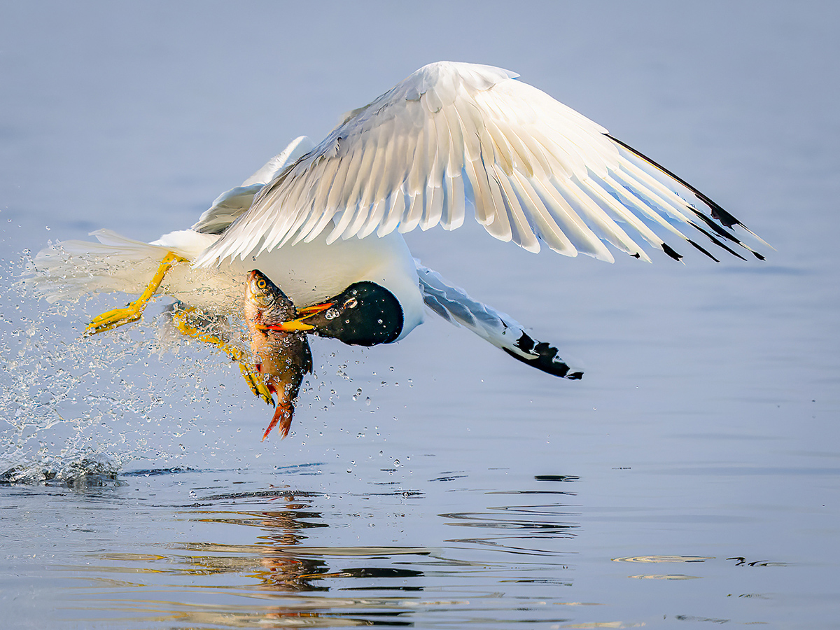 2023-06 Romania - Pallass Gull Grabbing Fish.jpg