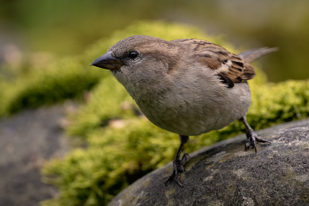 20230518-_DSC6348-Bearbeitet.jpg