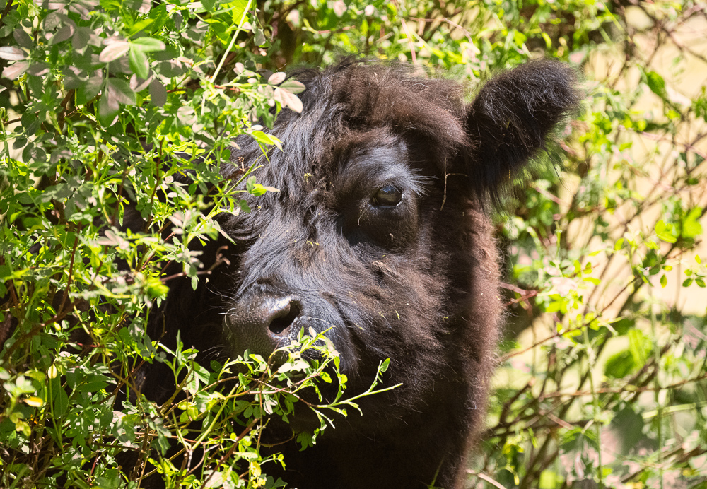 20230610-_DSC6490-Bearbeitet.jpg