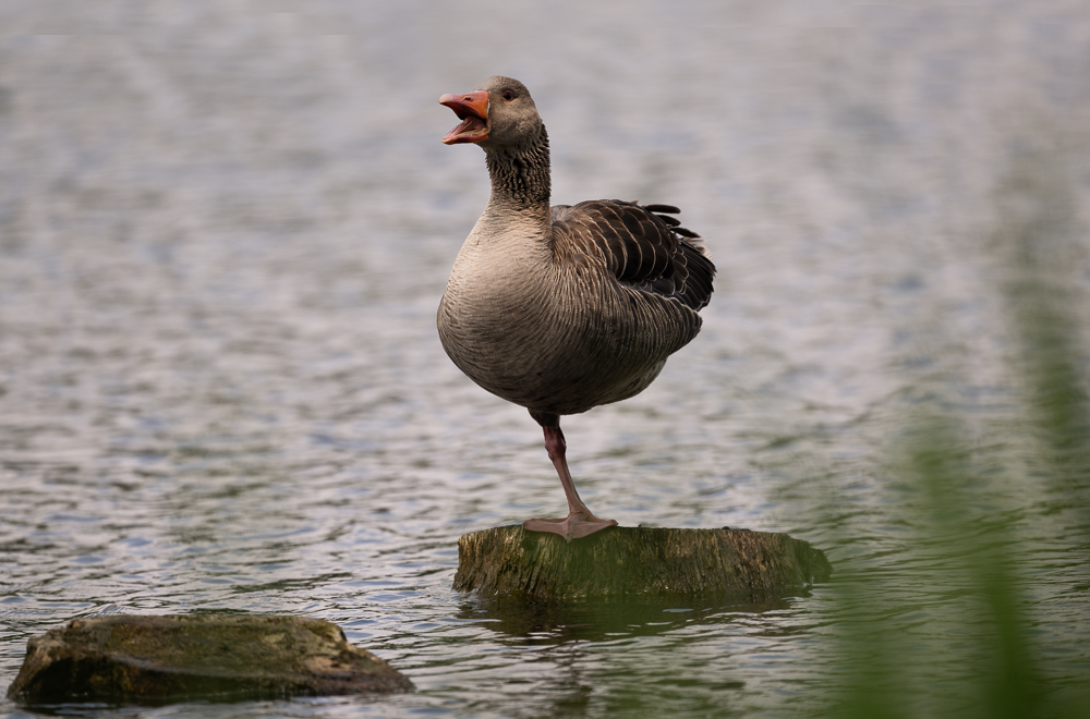 20230701-_DSC6641-Bearbeitet.jpg
