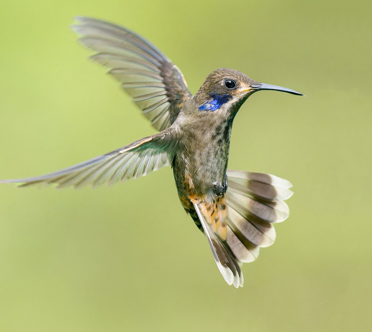 2024-01-03 33 Brown Violetear in Flight.jpg