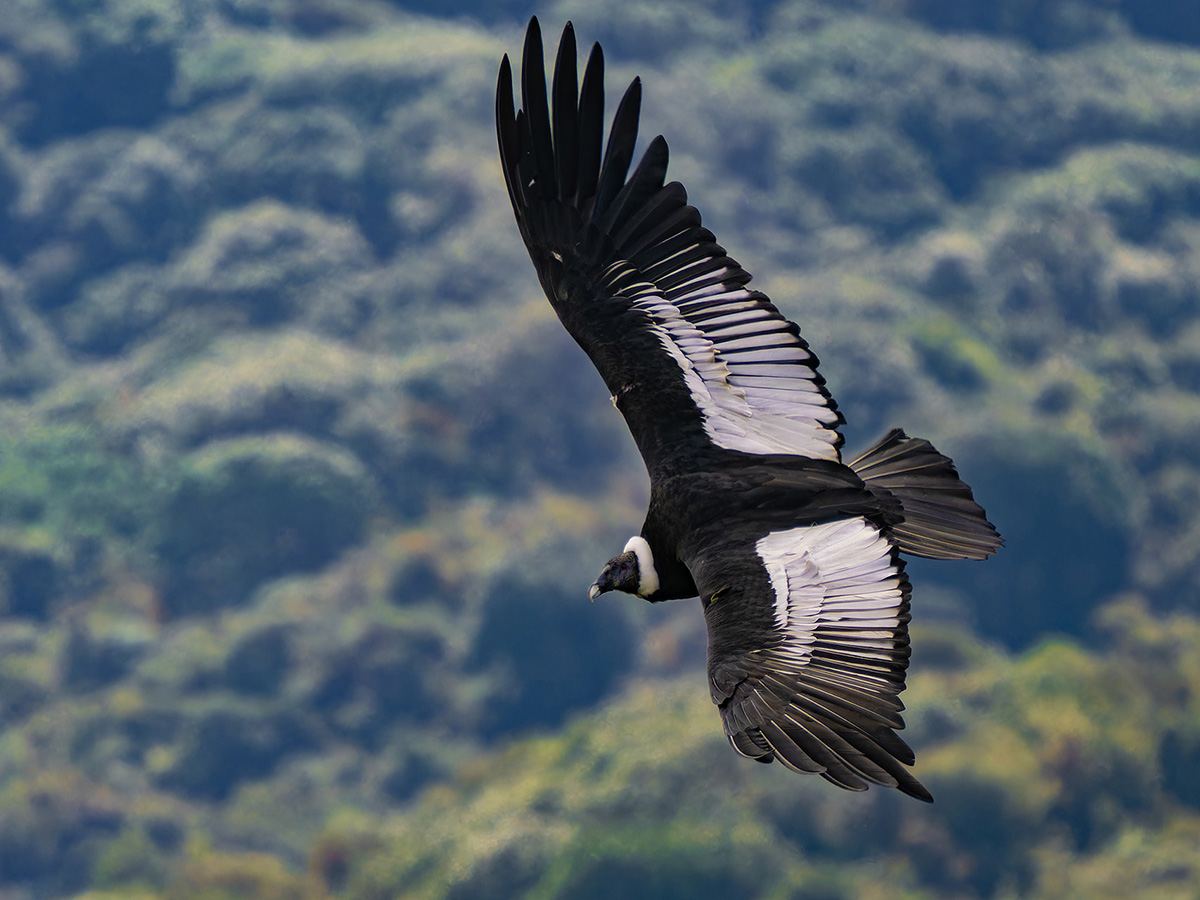 2024-01-10 07 Andean Condor in Flight.jpg