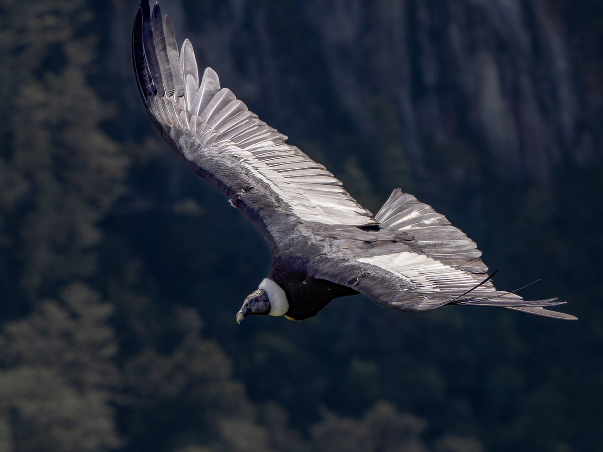 2024-01-10 11 Andean Condor in Flight.jpg
