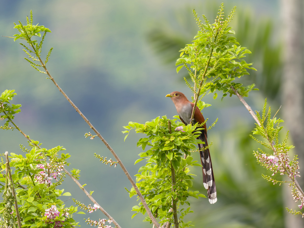 2024-01-19 20 Squirrel Cuckoo.jpg