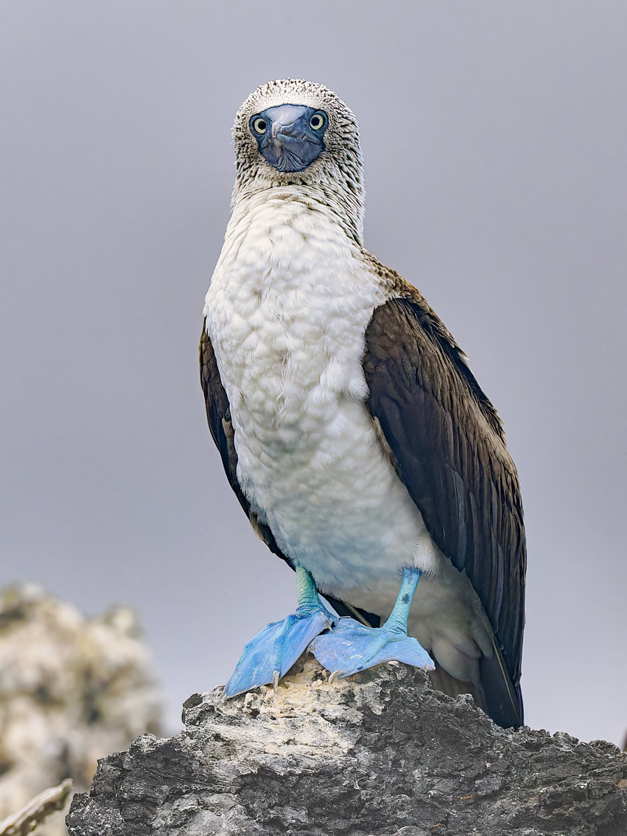 2024-01-28 02 Blue-footed Booby.jpg