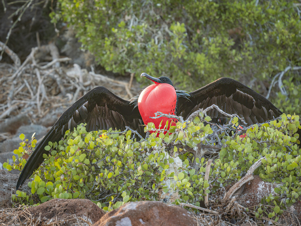 2024-01-31 11 Great Frigatebird.jpg