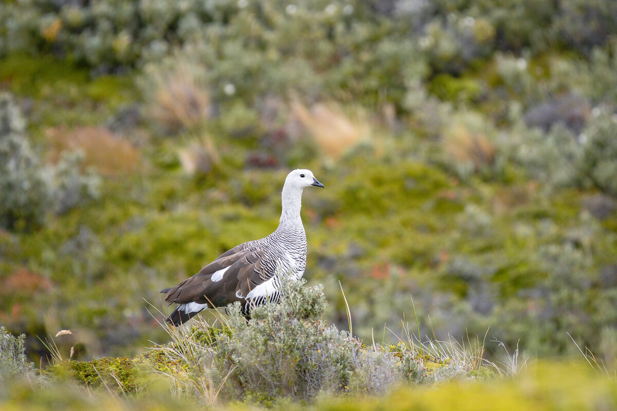 2024-02-21 39 Upland Goose.jpg