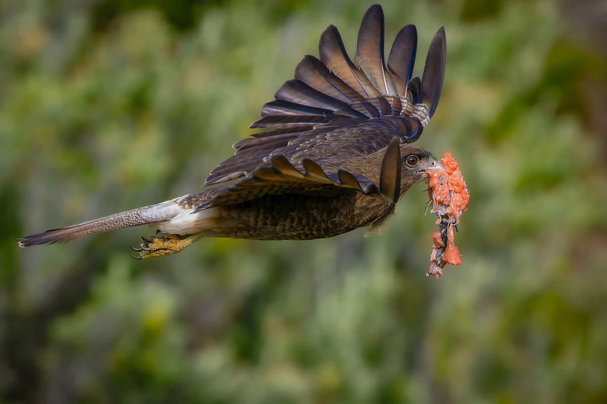2024-02 Argentina - Chimango Caracara with Fish in Flight.jpg