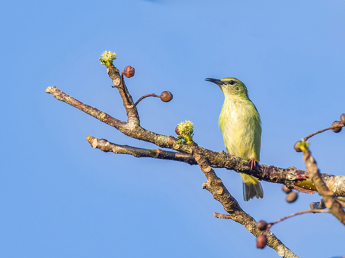 2024-03-04 03 Female Red-legged Honeycreeper.jpg