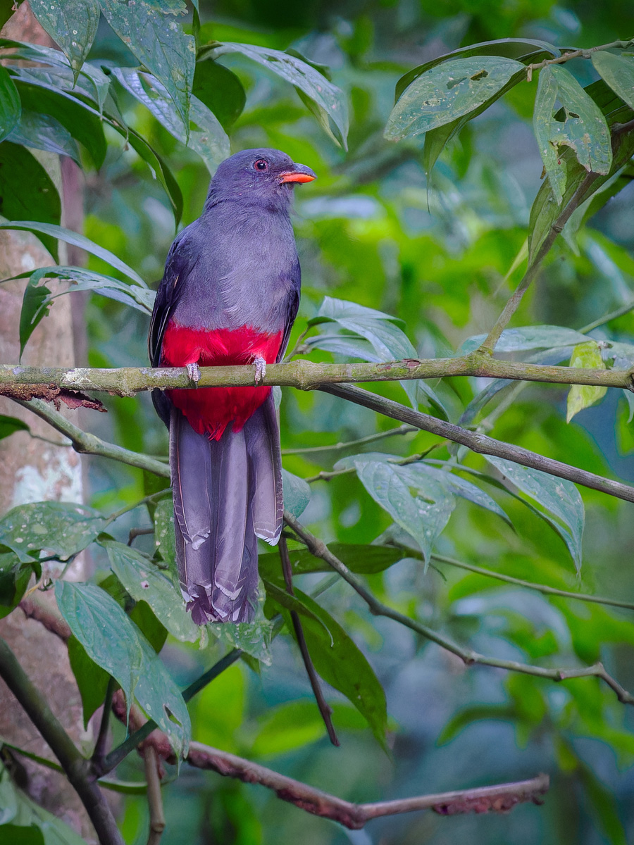 2024-03-06 02 Slaty-tailed Trogon.jpg