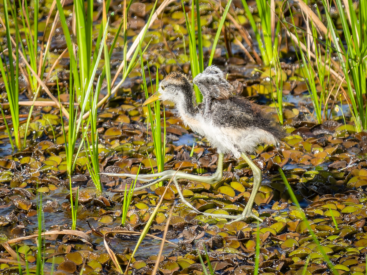 2024-03-06 06 Wattled Jacana Chick.jpg