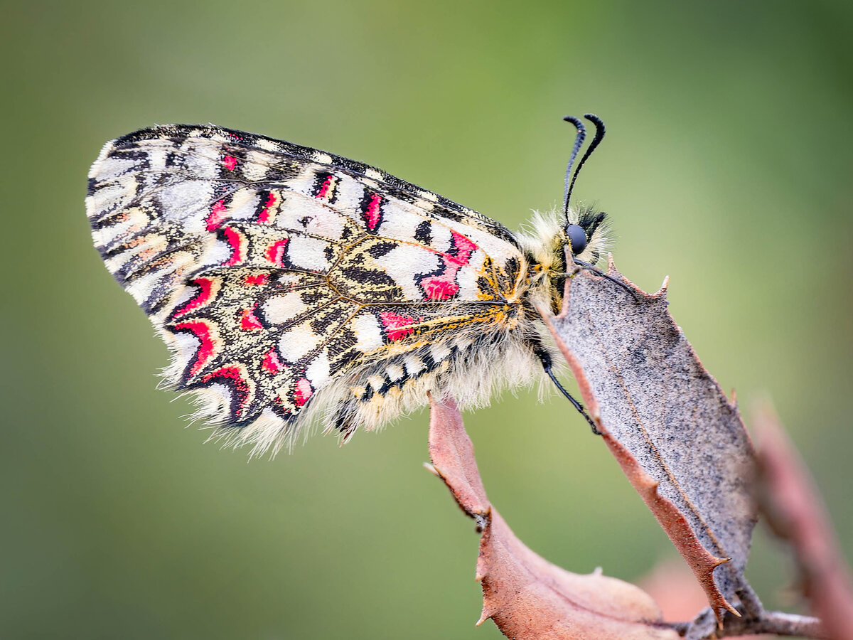 2024-04-07 08 Butterfly.jpg
