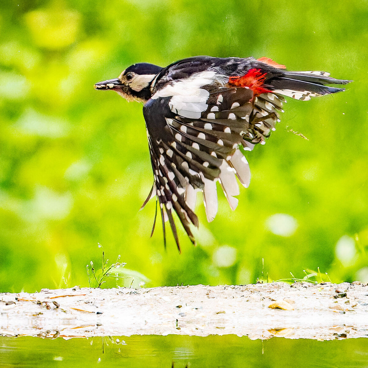 2024-06-04 23 Great Spotted Woodpecker in Flight.jpg