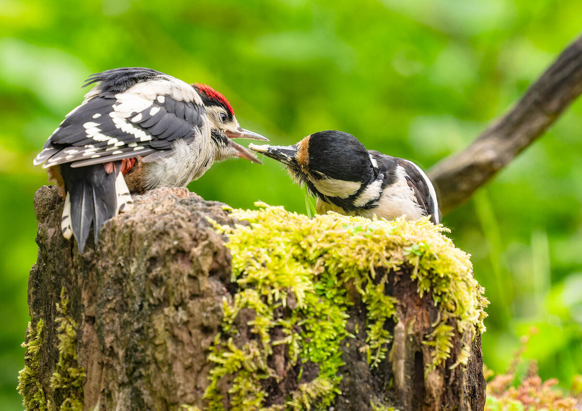 2024-06-04 41 Great Spotted Woodpeckers.jpg