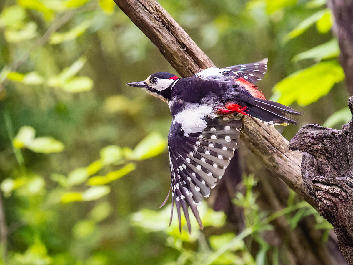 2024-06-04 55 Great Spotted Woodpecker in Flight.jpg