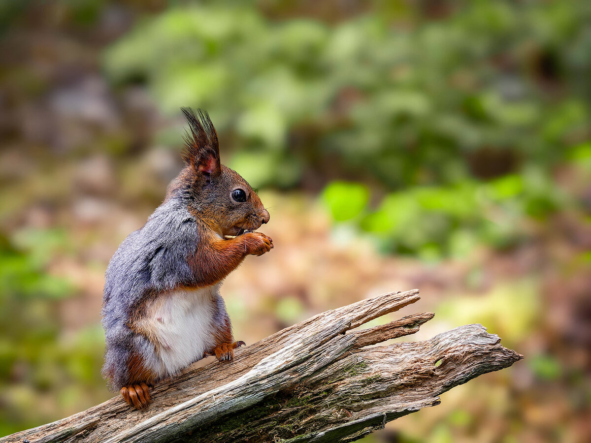 2024-06-17 05 European Squirrel.jpg