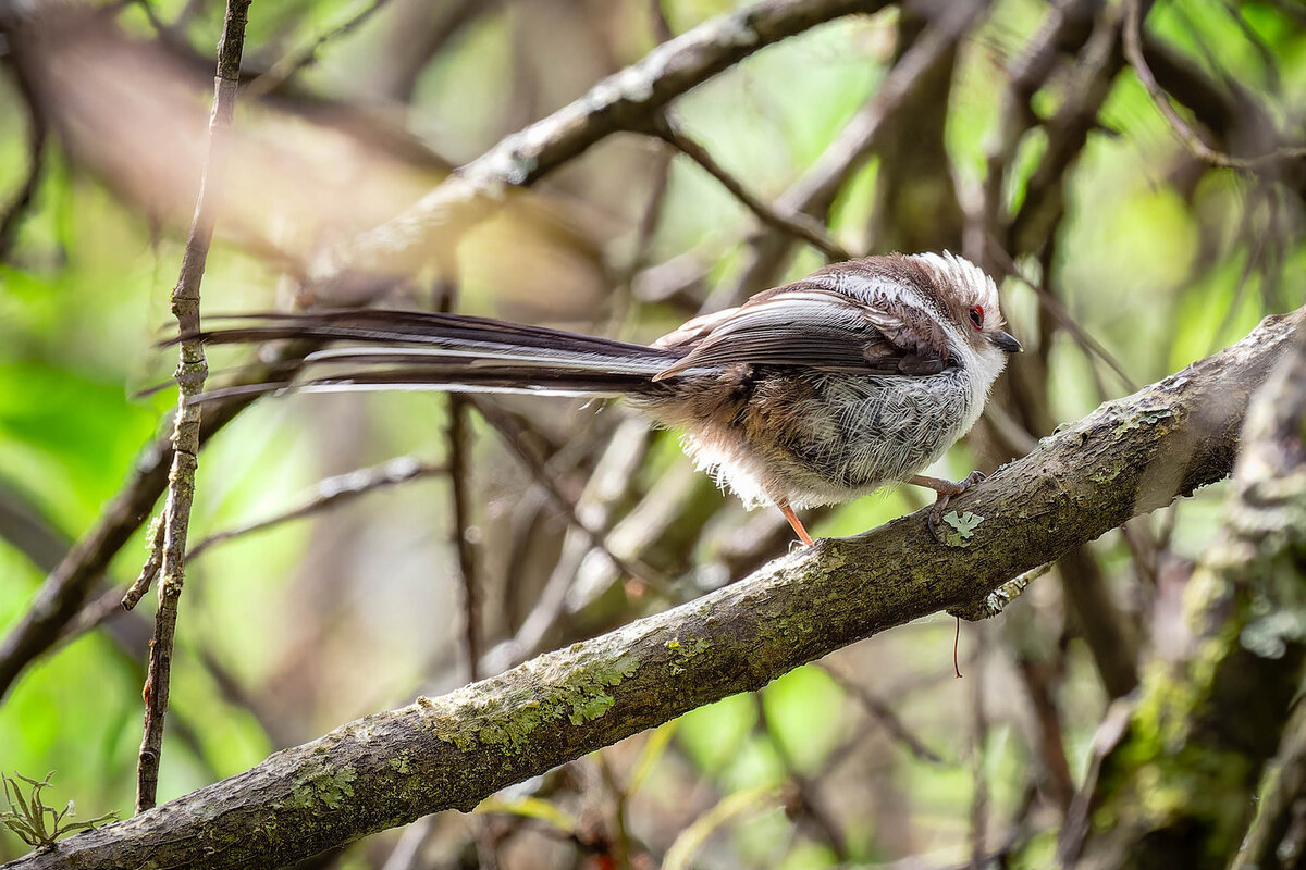 2024-06-25 02 Long-tailed Tit.jpg